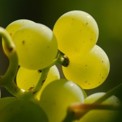 Silvaner ANT 1027